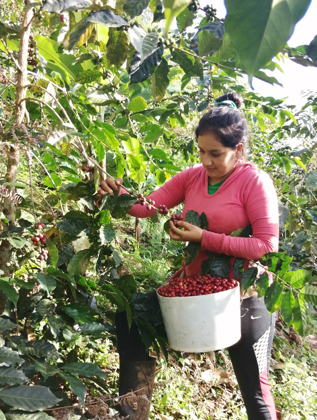 Supporting Female Coffee Farmers & Producers | Caravan Coffee Roasters