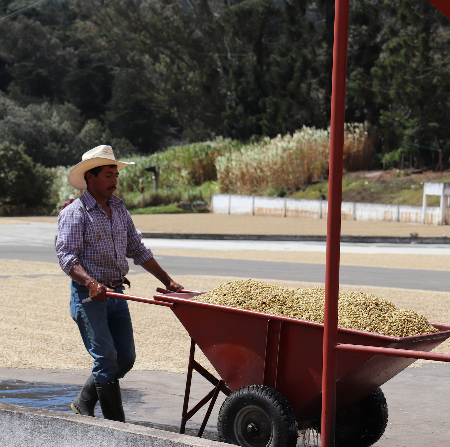Sustainable Coffee Sourcing | Directly working with coffee farmers | Caravan Coffee Roasters