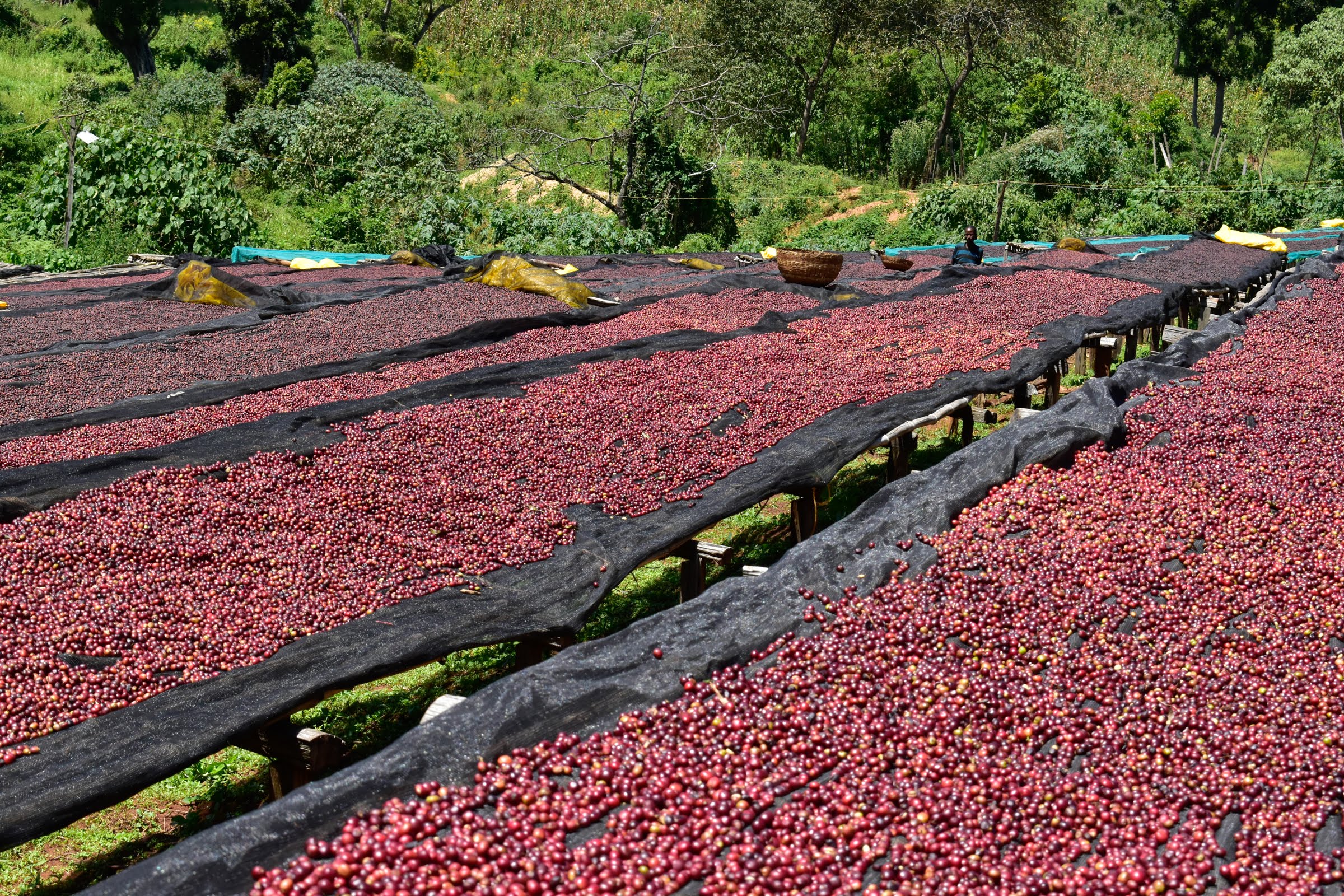 Caravan Coffee Roasters coffee sourcing