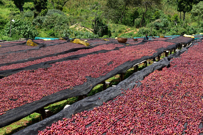 Caravan Coffee Roasters coffee sourcing