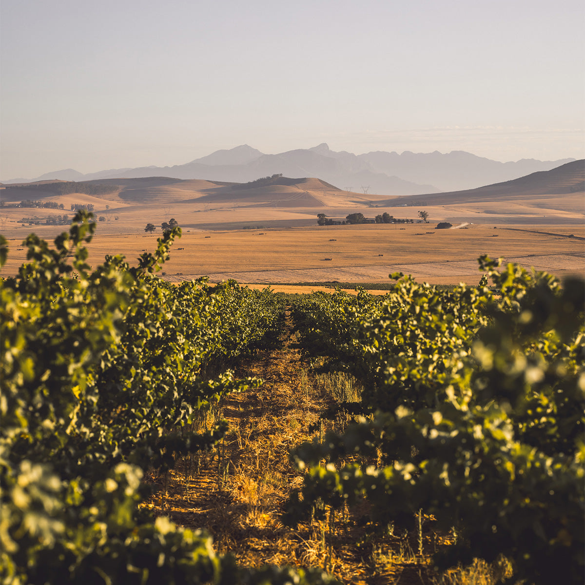 AA Badenhorst vines in Swartland, South Africa