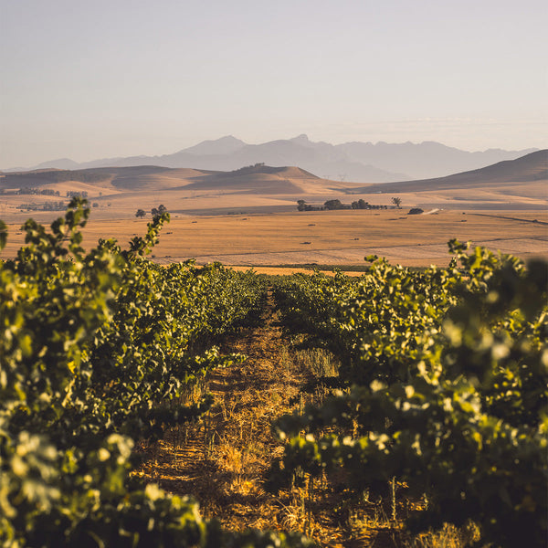 AA Badenhorst vines in Swartland, South Africa