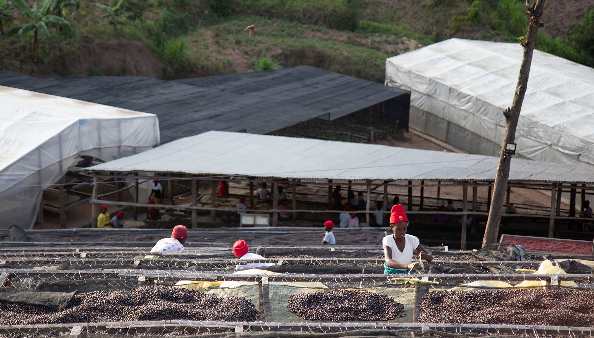 Sholi Top Lot 2023 – Caravan