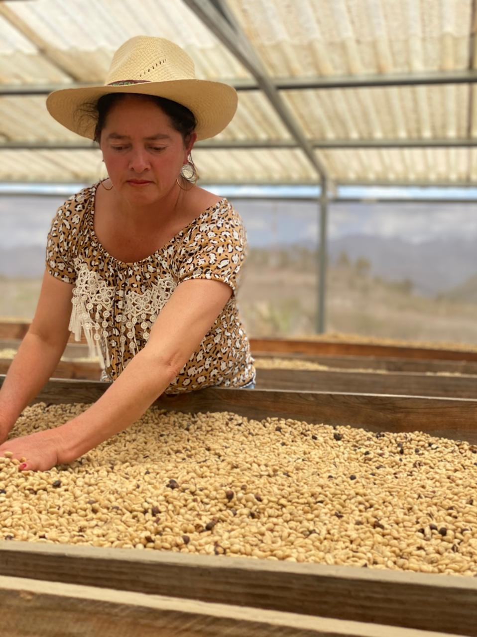 Prioritising sustainability in coffee farming and production | Caravan Coffee Roasters